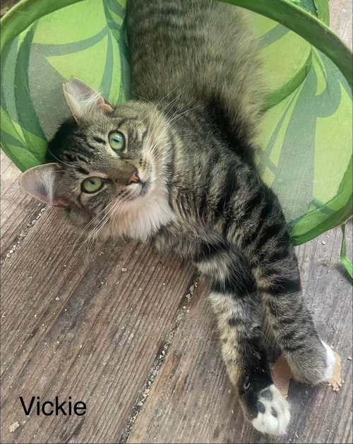 Vickie, a cat for adoption from Community Concern for Cats