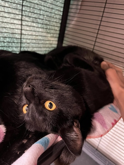 Sally, Baby Bombay / Domestic Short Hair (short coat), cat for adoption in Oakley, California