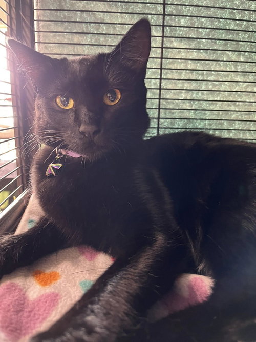 Merida, Baby Bombay / Domestic Short Hair (short coat), cat for adoption in Oakley, California