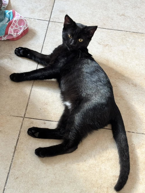 Pippa, Baby Bombay / Domestic Short Hair (short coat), cat for adoption in Oakley, California