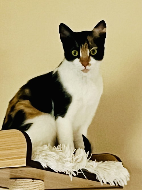Coffee, Young Calico / Domestic Short Hair / Mixed (short coat), cat for adoption in Oakley, California