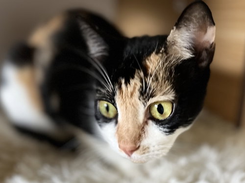 Coffee, an adoptable Calico in Walnut Creek, CA
