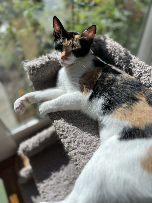 Coffee, Young Calico / Domestic Short Hair / Mixed (short coat), cat for adoption in San Rafael, California