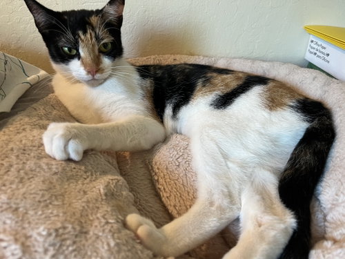 Coffee, Young Calico / Domestic Short Hair / Mixed (short coat), cat for adoption in Livermore, California