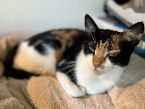 Coffee, Young Calico / Domestic Short Hair / Mixed (short coat), cat for adoption in Pittsburg, California