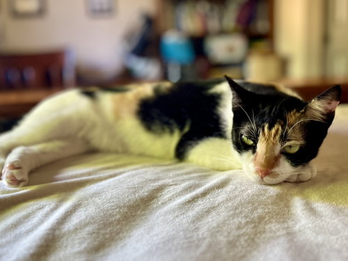 Coffee, an adoptable Calico in Walnut Creek, CA