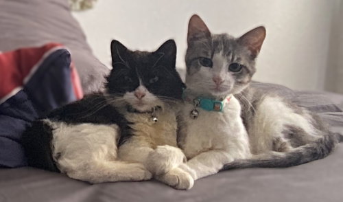 Cletus and Myrtle, Adult Domestic Long Hair / Domestic Short Hair / Mixed (long coat), cat for adoption in Oakley, California