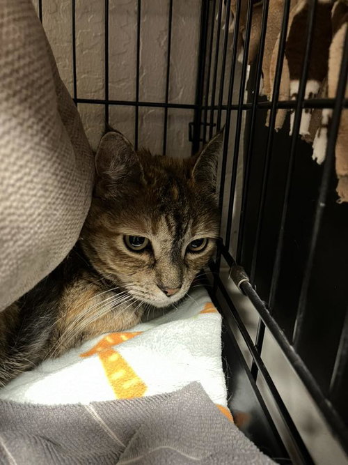 Scarlet, Adult Tabby / Torbie (short coat), cat for adoption in Oakley, California