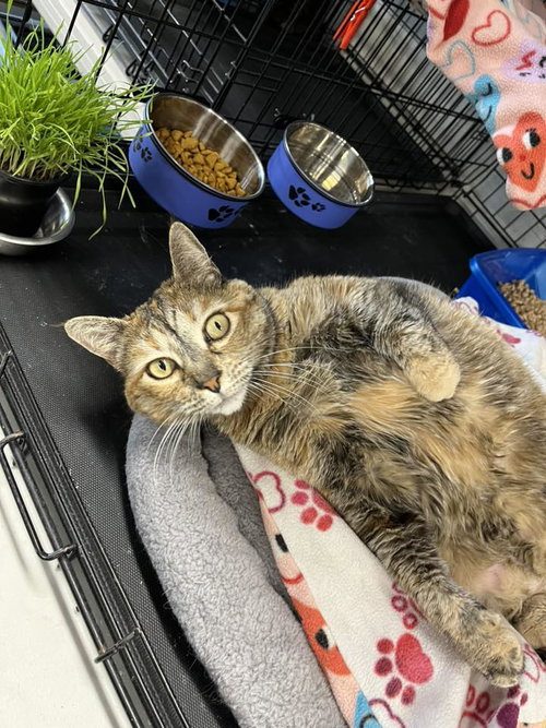 Scarlet, an adoptable Tabby in Walnut Creek, CA