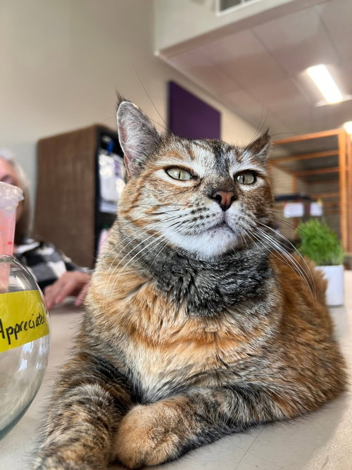 Scarlet, Adult Tabby / Torbie (short coat), cat for adoption in San Rafael, California