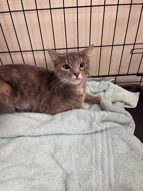 Eva, Adult Domestic Short Hair (short coat), cat for adoption in Oakley, California