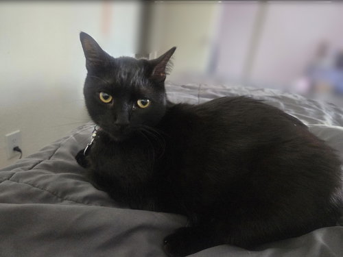 Shadow, Adult Bombay / Domestic Short Hair / Mixed (short coat), cat for adoption in Oakley, California