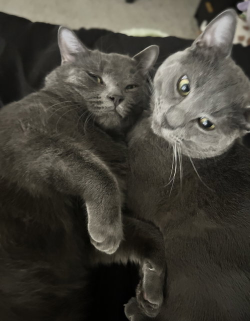 Matcha & Pumpkin, Adult Russian Blue / Domestic Short Hair / Mixed (short coat), cat for adoption in Oakley, California