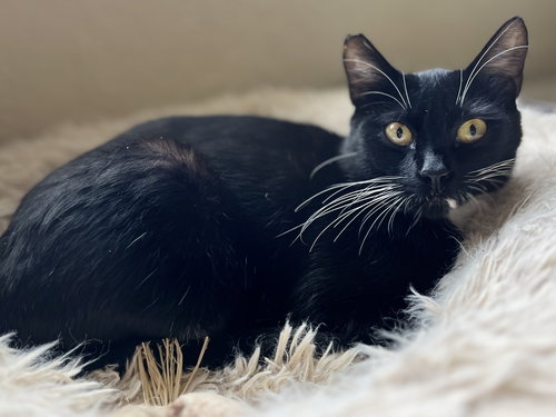 Latte, Young Tuxedo / Domestic Short Hair / Mixed (short coat), cat for adoption in Oakley, California