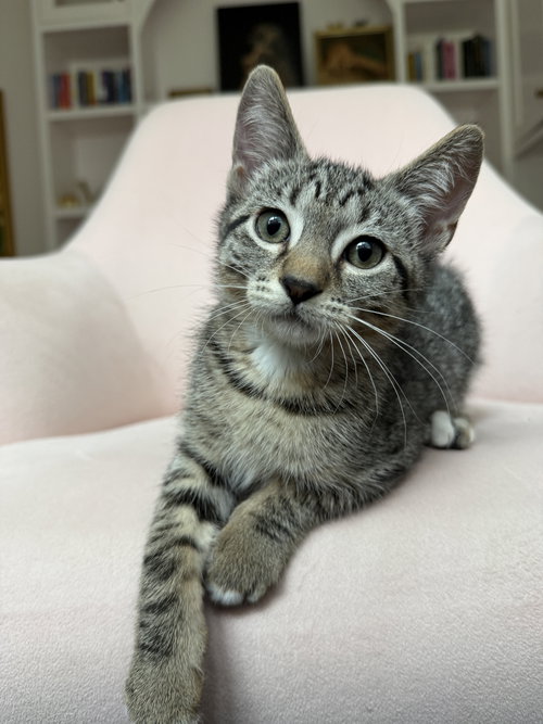 Christian, Baby Tabby / Domestic Short Hair / Mixed (short coat), cat for adoption in Oakley, California