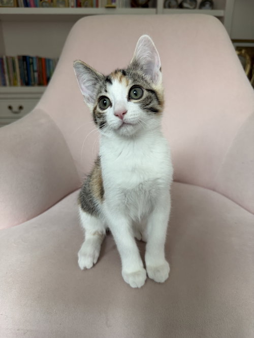 Coco, Baby Calico / Domestic Short Hair / Mixed (short coat), cat for adoption in Oakley, California
