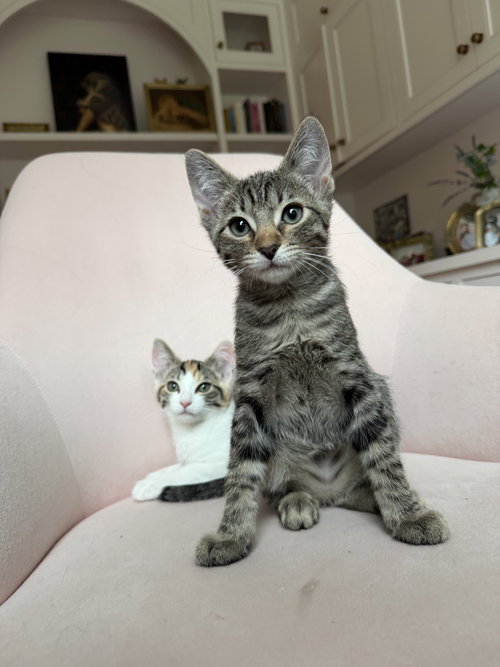 Karl, Baby Tabby / Domestic Short Hair / Mixed (short coat), cat for adoption in Oakley, California