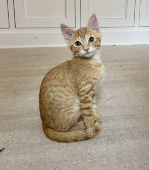 Louis, Baby Tabby / Domestic Short Hair / Mixed (short coat), cat for adoption in Oakley, California