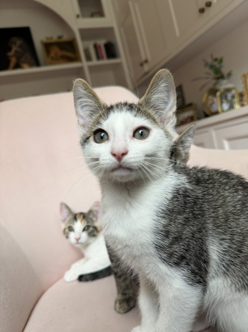 Laurent, Baby Tabby / Domestic Short Hair / Mixed (short coat), cat for adoption in Oakley, California