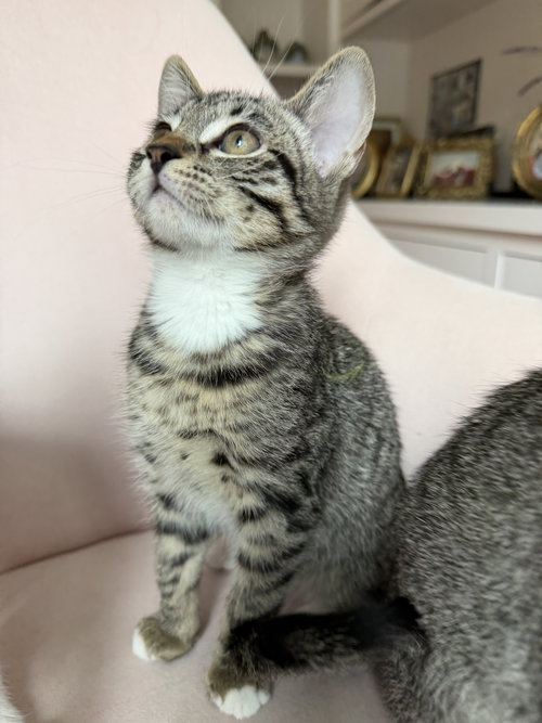 Dolce, Baby Tabby / Domestic Short Hair / Mixed (short coat), cat for adoption in Oakley, California