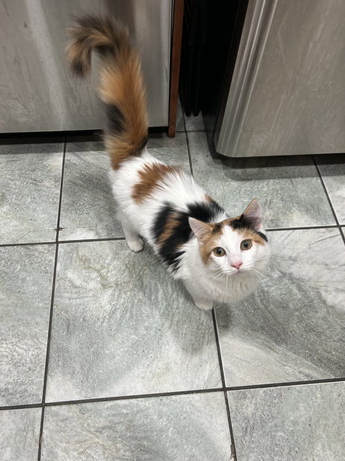 LOLA, an adoptable Calico in Walnut Creek, CA