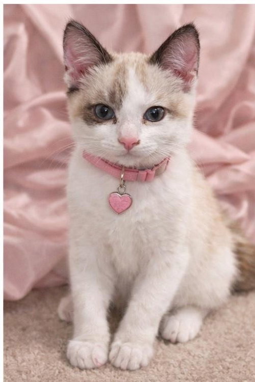 Davi, an adoptable Siamese in Walnut Creek, CA