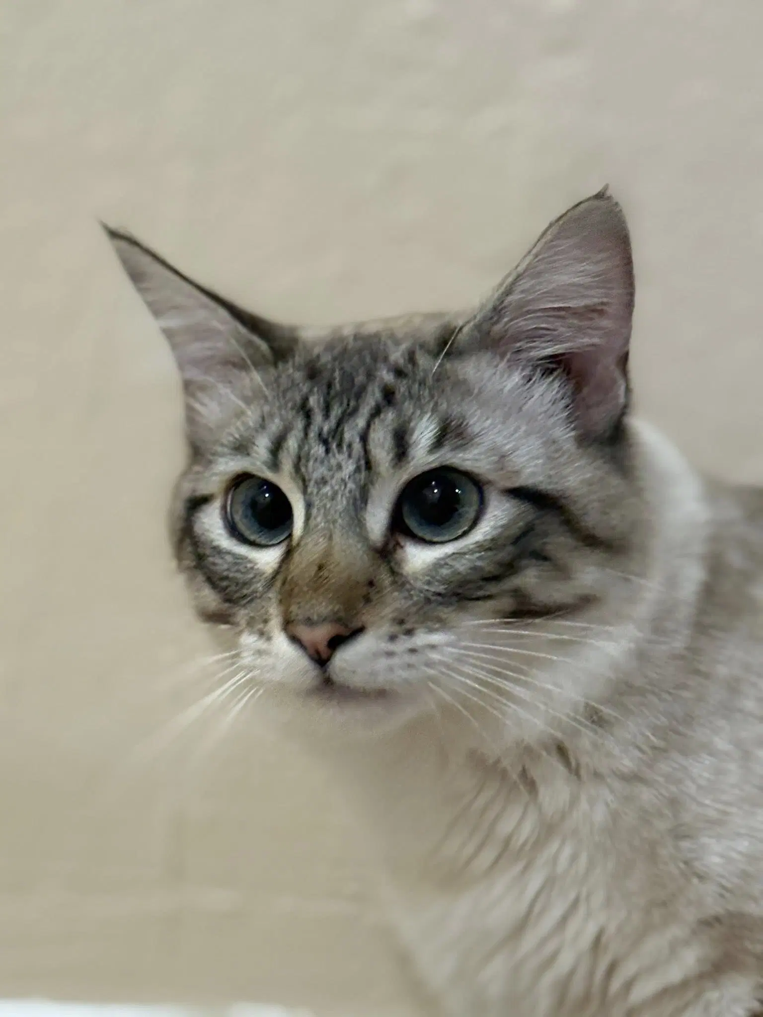 Cleo Adopt With Hidden - Siamese