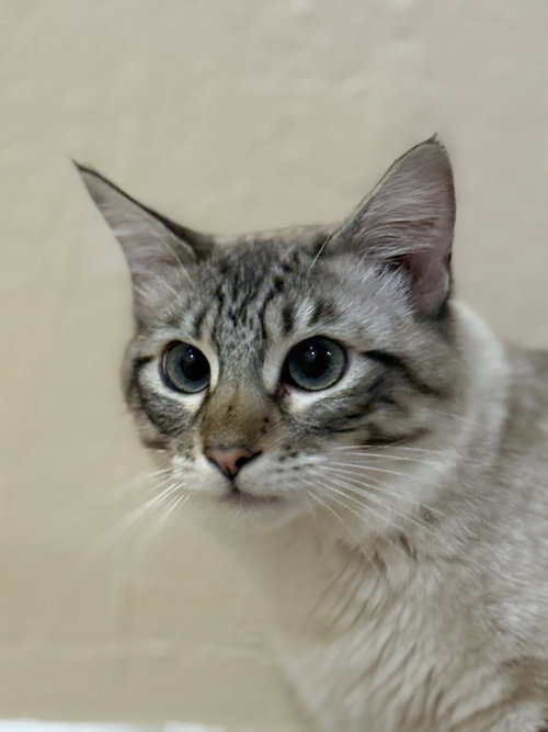 Cleo (adopt with Hidden), a cat for adoption from Community Concern for Cats