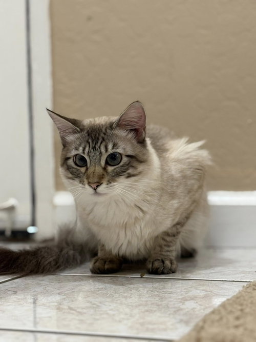 Photo 2 of Cleo (adopt with Hidden)