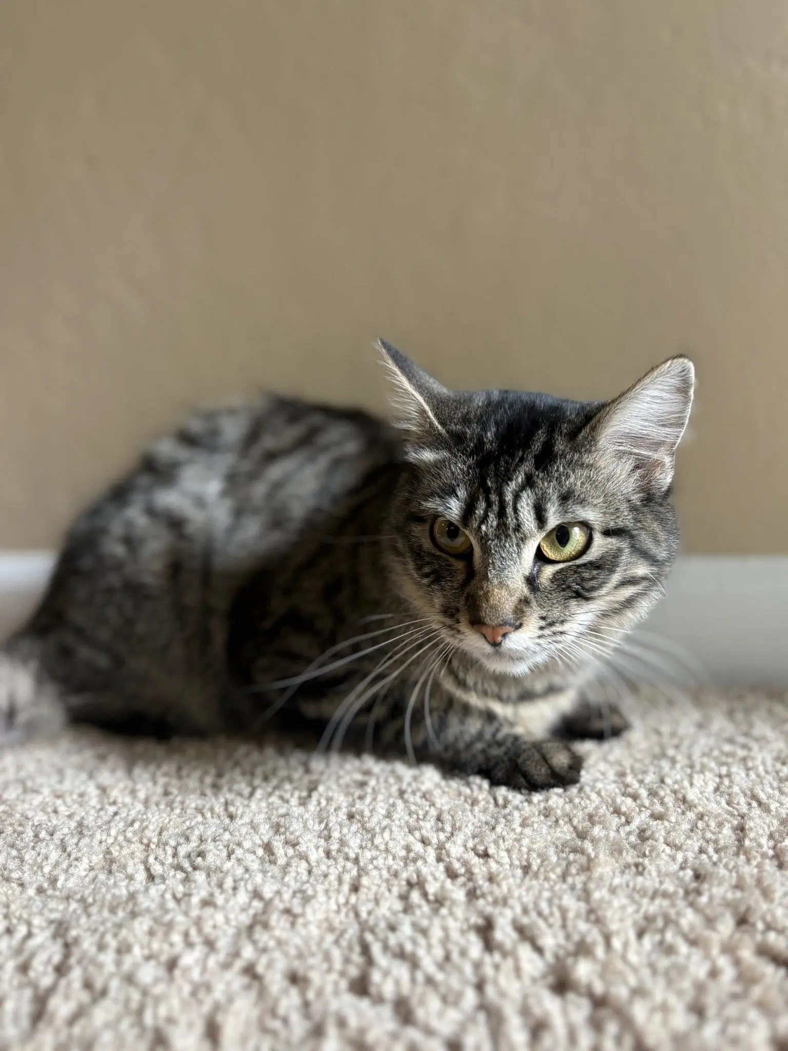 Hidden Adopt With Cleo - Siamese