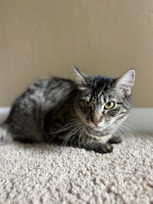 Hidden (adopt with Cleo), a cat for adoption from Community Concern for Cats