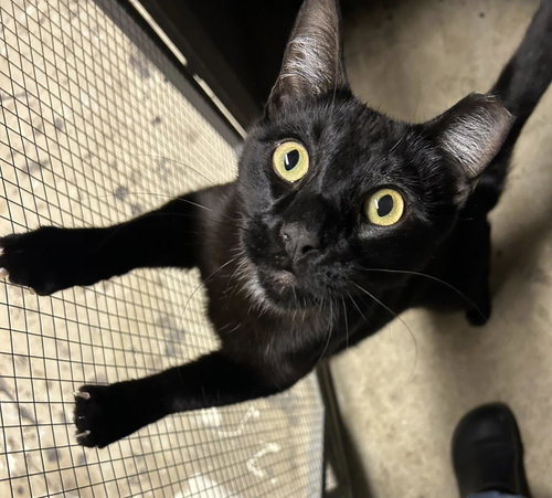 Onyx (and Sapphire), an adoptable Bombay in Walnut Creek, CA