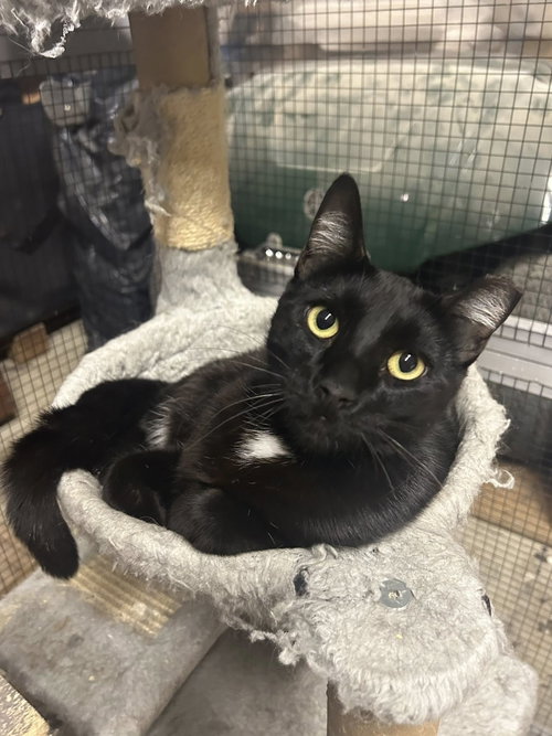 Onyx (and Sapphire), Young Bombay / Domestic Short Hair (short coat), cat for adoption in San Rafael, California