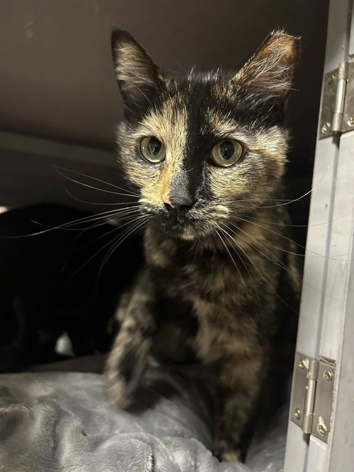 Sapphire (and Onyx), an adoptable Tortoiseshell in Walnut Creek, CA