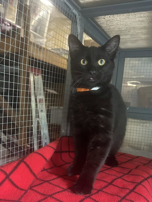 Mingus, an adoptable Bombay in Walnut Creek, CA