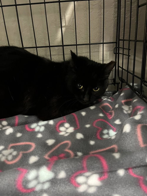 Moana, Young Domestic Medium Hair (medium coat), cat for adoption in San Rafael, California