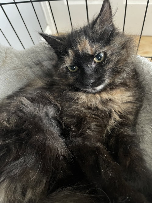 CottonTail, an adoptable Domestic Medium Hair in Walnut Creek, CA