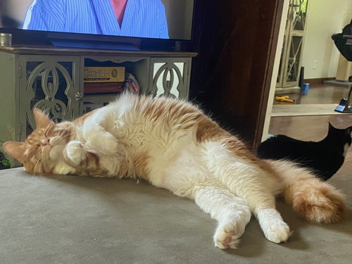 Berr, Adult Domestic Medium Hair (medium coat), cat for adoption in San Rafael, California