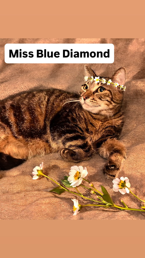 Miss Blue Diamond at Martinez PFE  May 23rd, an adoptable Tabby in Walnut Creek, CA