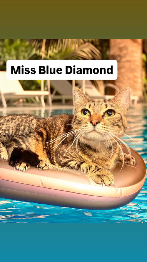 Miss Blue Diamond at Martinez PFE  June 27th, Young Tabby (short coat), cat for adoption in Vallejo, California
