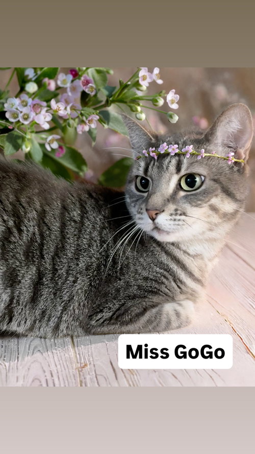Miss GoGo at Martinez Pet Food Express  May 23rd, an adoptable Tabby in Walnut Creek, CA