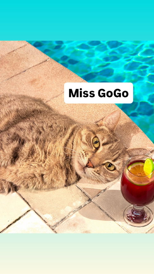 Miss GoGo at Martinez Pet Food Express  June 27th, Young Tabby (short coat), cat for adoption in Vallejo, California