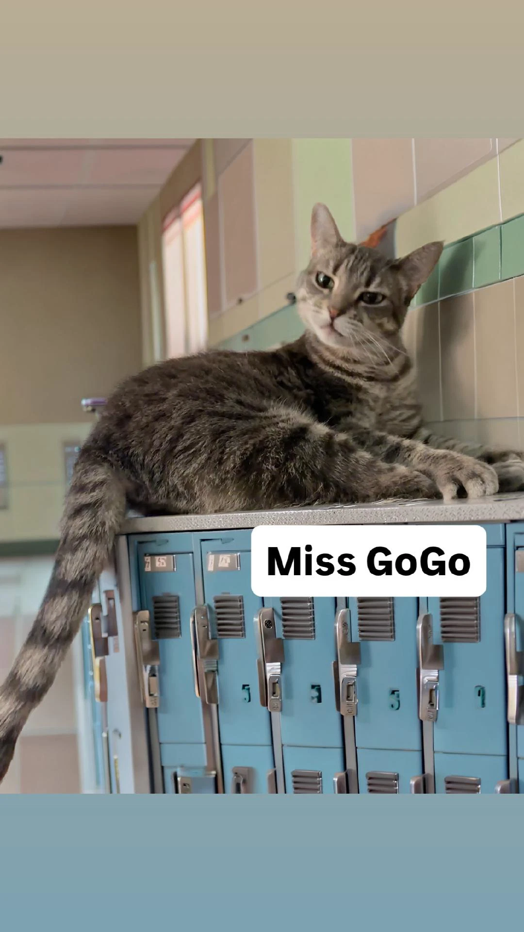 Miss Gogo At Martinez Pet Food Express June Th