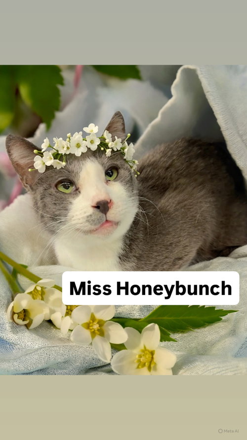 Miss Honeybunch at Martinez PFE  May 30th, Young Domestic Short Hair (short coat), cat for adoption in San Rafael, California