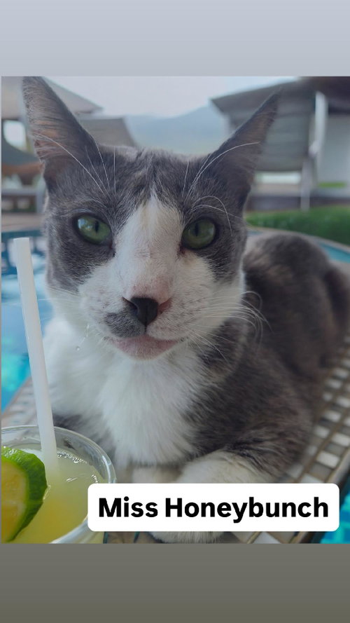 Miss Honeybunch at Martinez PFE  June 27th, Young Domestic Short Hair (short coat), cat for adoption in Vallejo, California