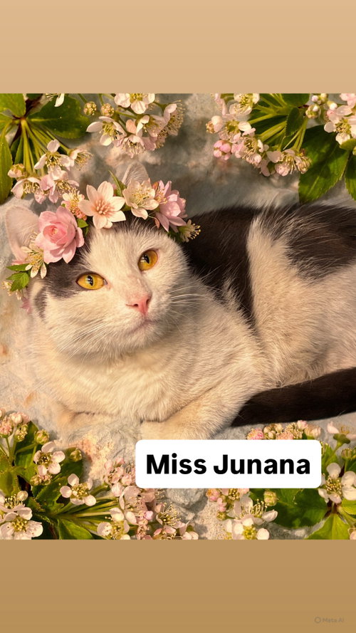 Miss Junana at Martinez Pet Food Express  May 30th, Young Domestic Short Hair (short coat), cat for adoption in San Rafael, California
