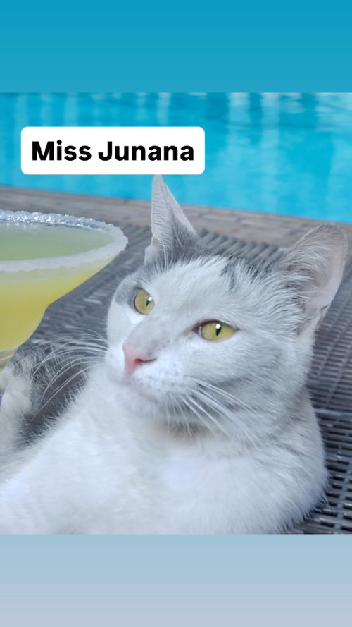 Miss Junana at Martinez Pet Food Express  June 27, Young Domestic Short Hair (short coat), cat for adoption in Vallejo, California