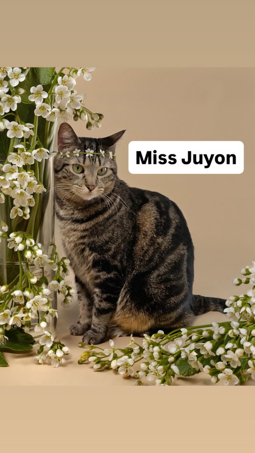 Miss Juyon at Martinez Pet Food Express  May 30th, Young Tabby (short coat), cat for adoption in San Rafael, California