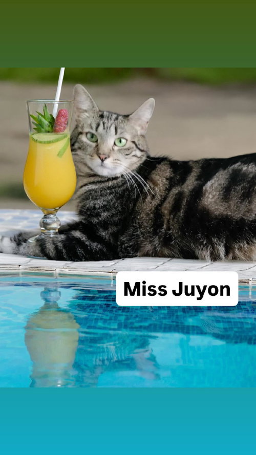 Miss Juyon at Martinez Pet Food Express  June 27th, Young Tabby (short coat), cat for adoption in Vallejo, California
