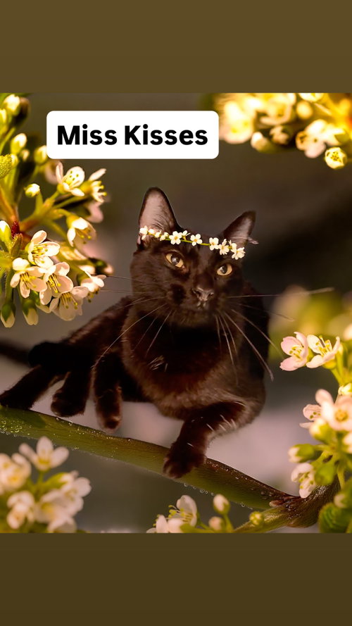 Miss Kisses at Martinez Pet Food Express  May 23rd, an adoptable Domestic Short Hair in Walnut Creek, CA